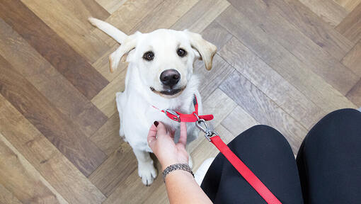 How to make outlet puppy walk on leash